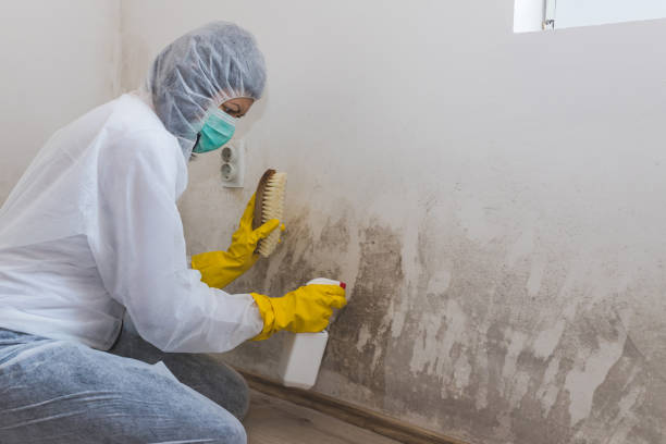 Best Crawl Space Mold Remediation  in Jasper, GA