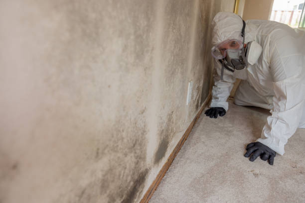 Trusted Jasper, GA Mold Inspection Experts